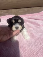 Lilly, a female Miniature Schnauzer for sale in Cohutta, GA – 1 of 7