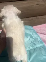 Isac, a male Miniature Schnauzer for sale in Cohutta, GA – 3 of 6