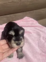 Kerry, a female Miniature Schnauzer for sale in Cohutta, GA – 1 of 6