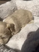 Grace, a female Miniature Schnauzer for sale in Cohutta, GA – 4 of 4
