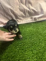 Courtney, a female Miniature Schnauzer for sale in Cohutta, GA – Photo 3 of 4