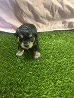 Courtney, a female Miniature Schnauzer for sale in Cohutta, GA – Photo 4 of 4