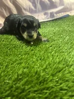 Courtney, a female Miniature Schnauzer for sale in Cohutta, GA – Photo 2 of 4