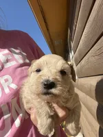 Tinker, a female Miniature Schnauzer for sale in Cohutta, GA – 3 of 5