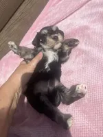 Kerry, a female Miniature Schnauzer for sale in Cohutta, GA – 3 of 6