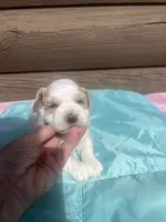 Markus, a male Miniature Schnauzer for sale in Cohutta, GA – 2 of 6
