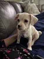 Legend Monroe , a male Chihuahua and Shih Tzu for sale in Chicago, IL – Photo 6 of 9