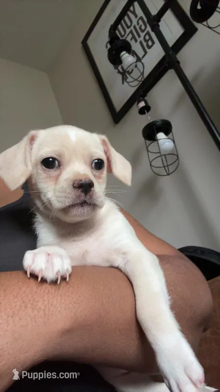 Legend Monroe  – Chihuahua, Shih Tzu puppy for sale in Chicago, IL