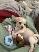 Legend Monroe , a male Chihuahua and Shih Tzu for sale in Chicago, IL – Photo 7 of 9