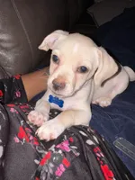 Legend Monroe , a male Chihuahua and Shih Tzu for sale in Chicago, IL – Photo 8 of 9