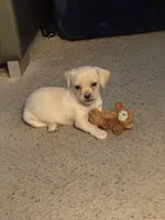 Legend Monroe , a male Chihuahua and Shih Tzu for sale in Chicago, IL – Photo 9 of 9