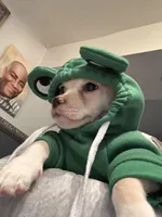 Legend Monroe , a male Chihuahua and Shih Tzu for sale in Chicago, IL – Photo 5 of 9