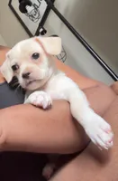 Legend Monroe , a male Chihuahua and Shih Tzu for sale in Chicago, IL – Photo 2 of 9