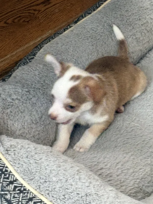 Stitch – Chihuahua puppy for sale in Manchester, NH