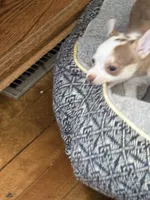 Stitch, a male Chihuahua for sale in Manchester, NH – 2 of 4