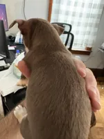 Thing 2, a female Chihuahua for sale in Manchester, NH – 3 of 4