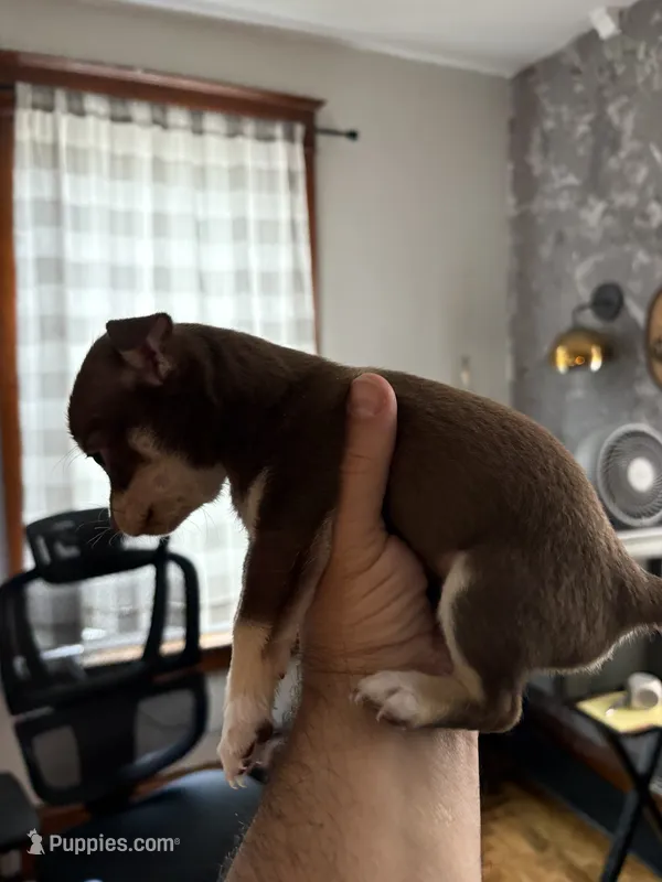 Smokey – Chihuahua puppy for sale in Manchester, NH