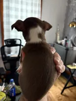 Bandit, a male Chihuahua for sale in Manchester, NH – 2 of 3
