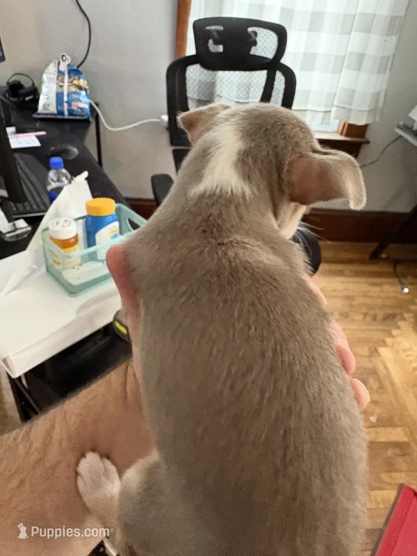 Thing 2 – Chihuahua puppy for sale in Manchester, NH