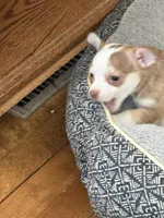 Stitch, a male Chihuahua for sale in Manchester, NH – 4 of 4