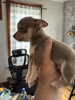 Thing 1, a female Chihuahua for sale in Manchester, NH – 2 of 3