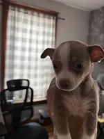 Thing 2, a female Chihuahua for sale in Manchester, NH – 2 of 4