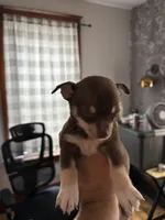 Smokey, a female Chihuahua for sale in Manchester, NH – 2 of 2