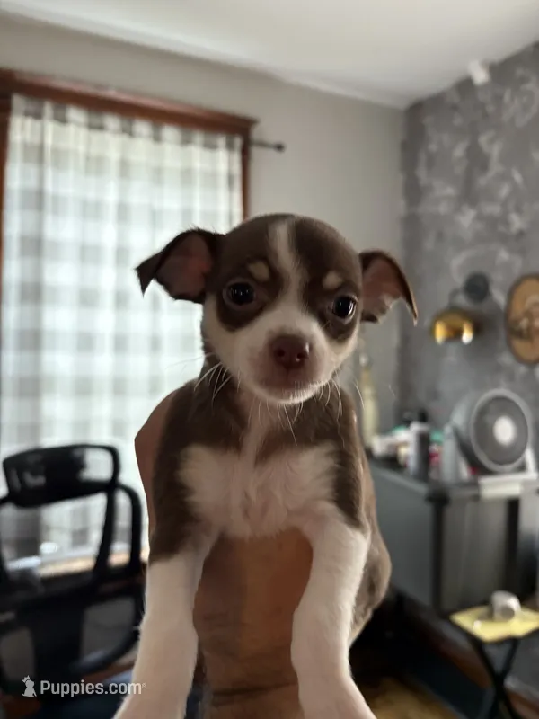 Bandit – Chihuahua puppy for sale in Manchester, NH