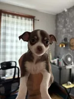 Bandit, a male Chihuahua for sale in Manchester, NH – 1 of 3