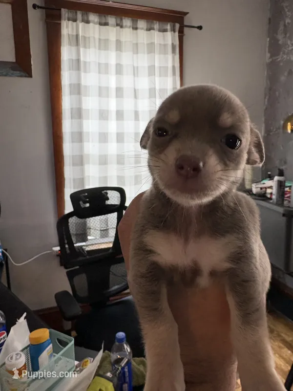 Thing 1 – Chihuahua puppy for sale in Manchester, NH