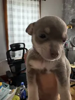 Thing 1, a female Chihuahua for sale in Manchester, NH – 3 of 3