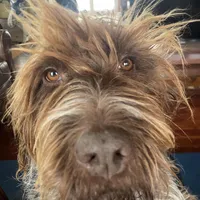 Adara mother of litter, a  Wirehaired Pointing Griffon for sale in Richfield Springs, NY – Photo 2 of 3