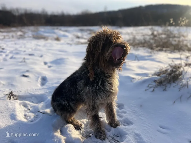 Adara mother of litter