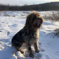 Adara mother of litter, a  Wirehaired Pointing Griffon for sale in Richfield Springs, NY – Photo 1 of 3