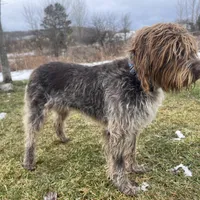 Adara mother of litter, a  Wirehaired Pointing Griffon for sale in Richfield Springs, NY – Photo 3 of 3
