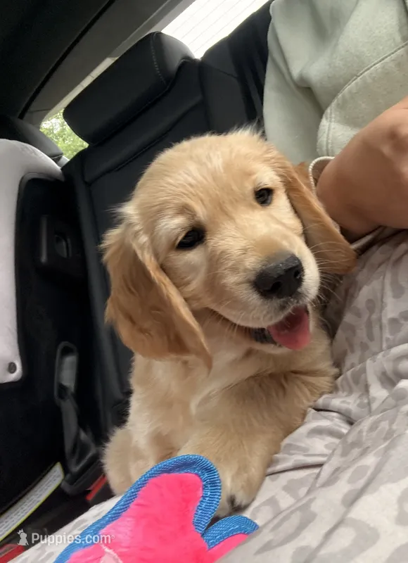 Lakelyn  – Golden Retriever puppy for sale in Green Bay, WI