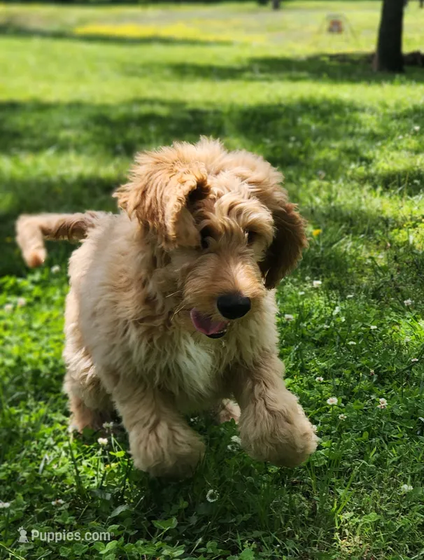 Bronco – Goldendoodle puppy for sale in Tulsa, OK
