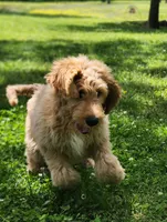 Bronco, a male Goldendoodle for sale in Tulsa, OK – 1 of 8