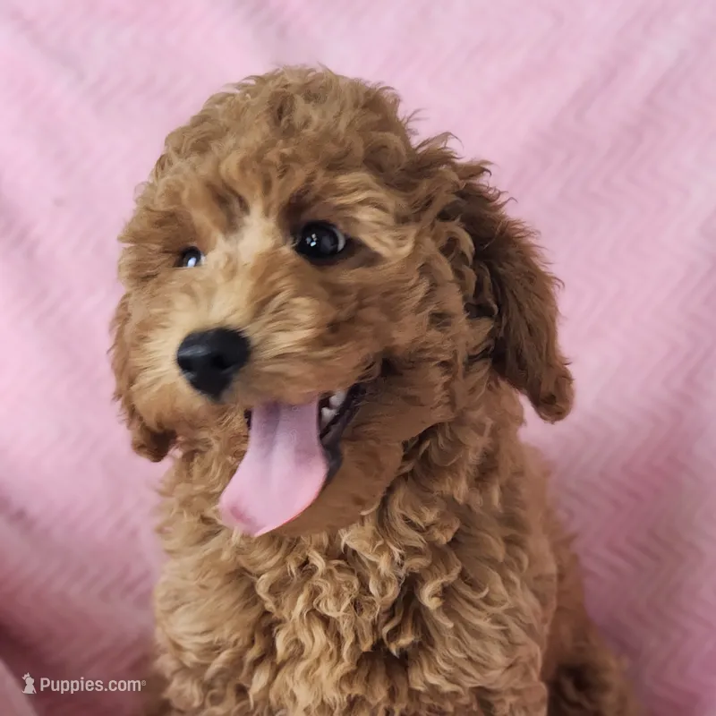 Rosie – Miniature Goldendoodle puppy for sale in Tulsa, OK