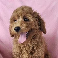 Rosie, a female Miniature Goldendoodle for sale in Tulsa, OK – 2 of 10