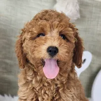 Rosie, a female Miniature Goldendoodle for sale in Tulsa, OK – 3 of 10