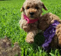 Willow, a male Miniature Goldendoodle for sale in Tulsa, OK – 9 of 10