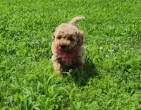 Willow, a male Miniature Goldendoodle for sale in Tulsa, OK – 7 of 10