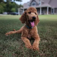 Annie, a female Goldendoodle for sale in Tulsa, OK – 2 of 5