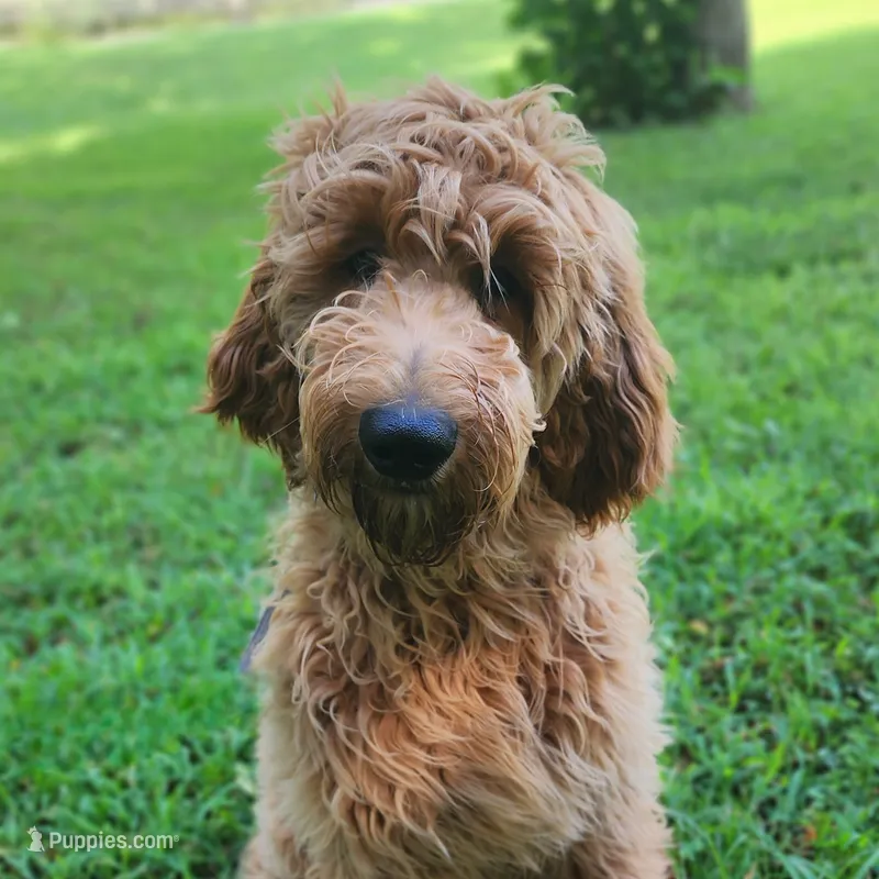 Bo – Goldendoodle puppy for sale in Tulsa, OK