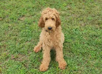 Bo, a male Goldendoodle for sale in Tulsa, OK – 5 of 10