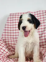 Baxter, a  Bernedoodle for sale in Tulsa, OK – 1 of 9