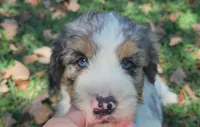 Birdie, a female Bernedoodle for sale in Tulsa, OK – 2 of 5