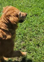 Maggie, a female Golden Retriever for sale in Tulsa, OK – 4 of 10