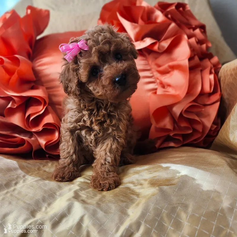Macy – Miniature Goldendoodle puppy for sale in Tulsa, OK